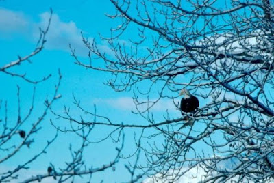 Bald Eagle Bald Eagle