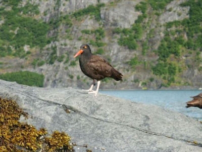 Haematopus bachmani,
Black Oystercatcher,
Ostrero negro