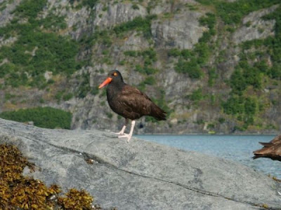 Haematopus bachmani,
Black Oystercatcher,
Ostrero negro
