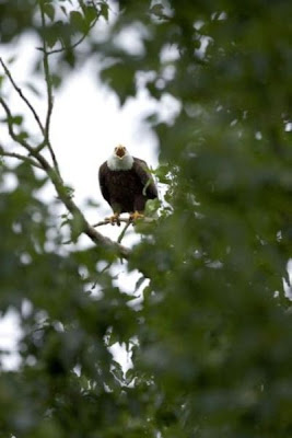 Bald Eagle Bald Eagle
