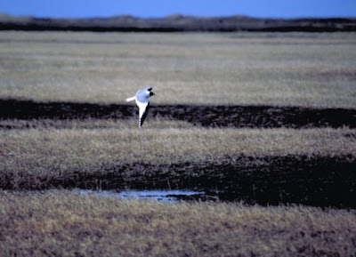 Gaivota de Sabine
