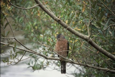 Accipiter cooperii,
Cooper's Hawk,
epervier de Cooper,
Gavil&aacute;n de Cooper