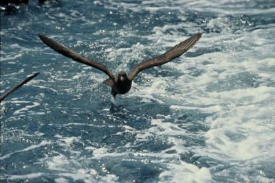 Flesh-footed Shearwater