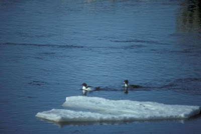 Common Merganser Common Merganser