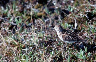 Calidris bairdii,
Baird's Sandpiper,
Bairdstrandläufer,
bécasseau de Baird,
Correlimos de Baird,
Gambecchio di Baird,
Pilrito de Baird,
Playero de Baird Calidris bairdii,
Baird's Sandpiper,
Bairdstrandläufer,
bécasseau de Baird,
Correlimos de Baird,
Gambecchio di Baird,
Pilrito de Baird,
Playero de Baird