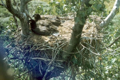 Bald Eagle Bald Eagle