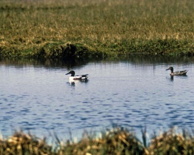 Canard souchet Canard souchet