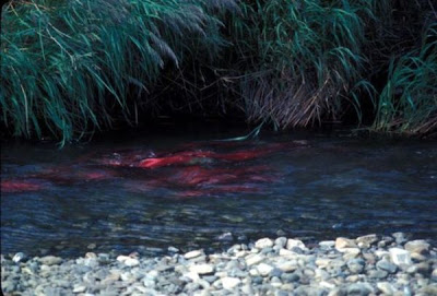 Kokanee Kokanee