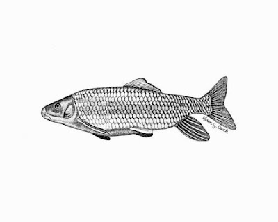 Smallfin redhorse