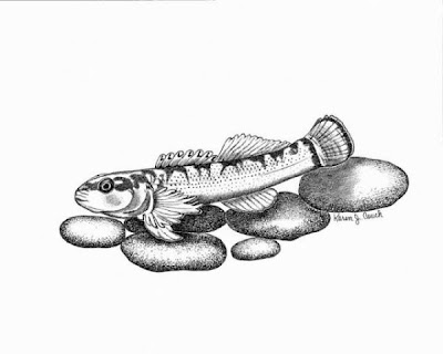 Duskytail darter