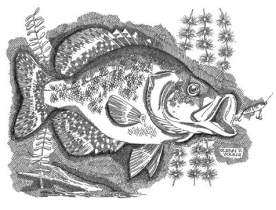 Black crappie Black crappie