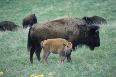 Bison bison,
American bison,
bison,
Bisonte americano Bison bison,
American bison,
bison,
Bisonte americano