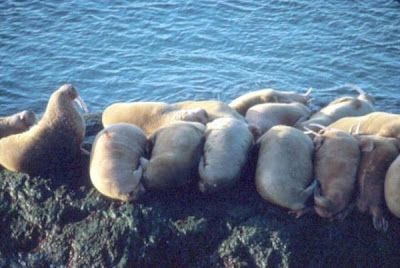 Odobenus rosmarus,
morse,
Walrus