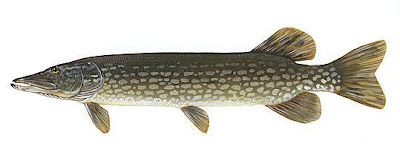 Grand brochet