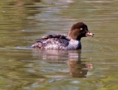 Bucephala islandica,
Barrow's Goldeneye,
garrot d'Islande,
Pato da Isl&acirc;ndia,
Porr&oacute;n Isl&aacute;ndico,
Quattrocchi islandico,
Spatelente