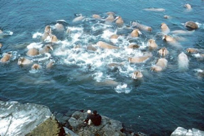 Odobenus rosmarus,
morse,
Walrus