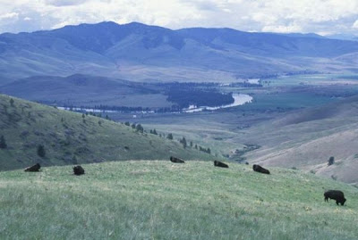 Bison bison,
American bison,
bison,
Bisonte americano Bison bison,
American bison,
bison,
Bisonte americano