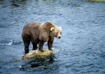 Brown Bear Brown Bear