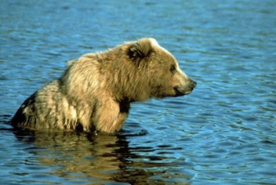 Brown Bear Brown Bear