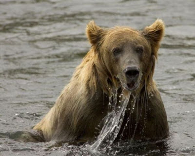 Brown Bear Brown Bear