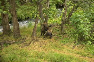 Brown Bear Brown Bear