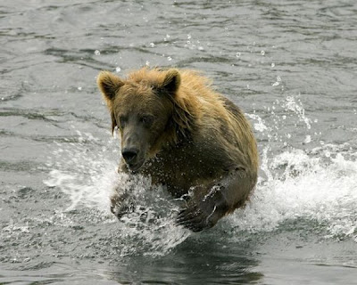 Brown Bear Brown Bear