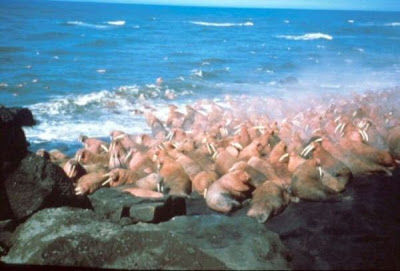 Odobenus rosmarus,
morse,
Walrus