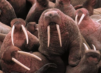 Odobenus rosmarus,
morse,
Walrus