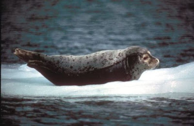 Foca común Foca común
