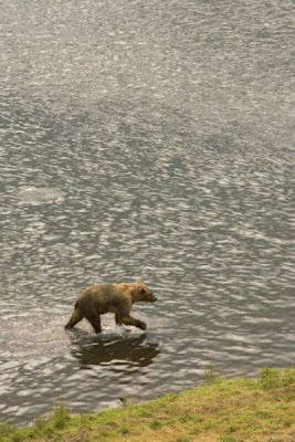 Brown Bear Brown Bear