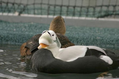 Eider-de-lunetas Eider-de-lunetas