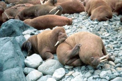 Odobenus rosmarus,
morse,
Walrus