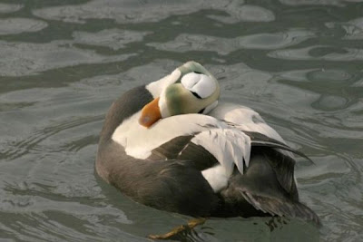 Eider-de-lunetas Eider-de-lunetas