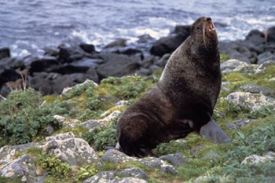 Callorhinus ursinus,
Northern Fur Seal Callorhinus ursinus,
Northern Fur Seal