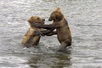 Brown Bear Brown Bear