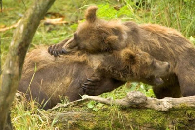 Brown Bear Brown Bear