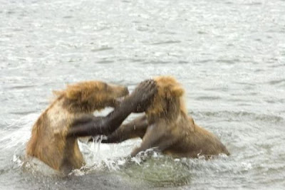 Brown Bear Brown Bear