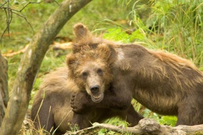 Brown Bear Brown Bear