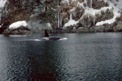 Killer Whale