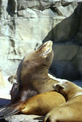 Foca común Foca común