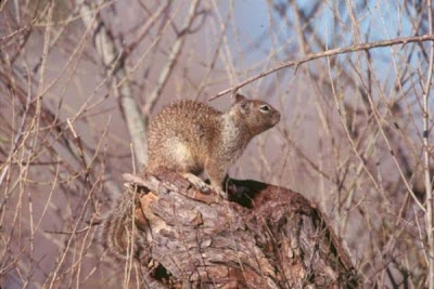 California ground squirrel