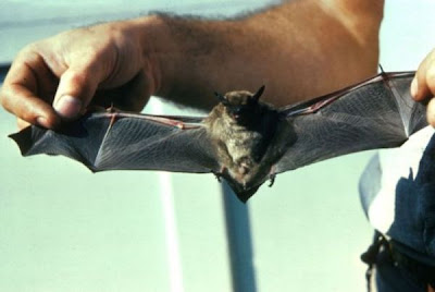 Big brown bat