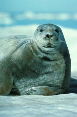 Bearded Seal Bearded Seal