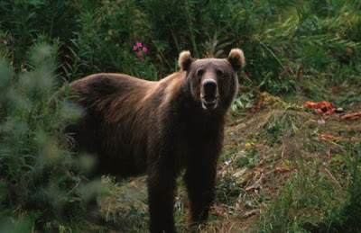Brown Bear Brown Bear