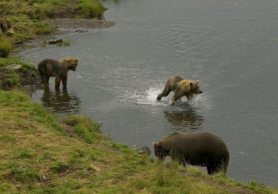 Brown Bear Brown Bear