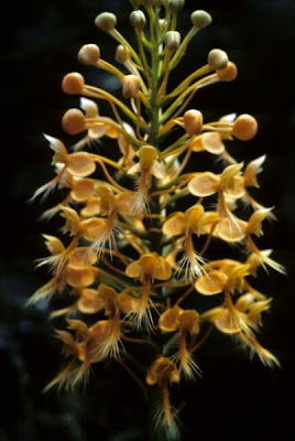 Habenaria ciliaris