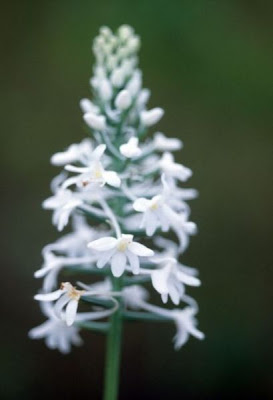 Habenaria nivea
