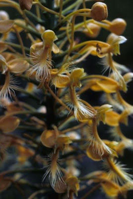 Habenaria ciliaris