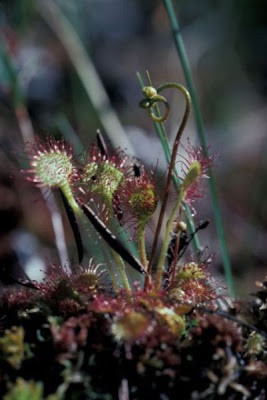 Drosera a foglie rotonde Drosera a foglie rotonde