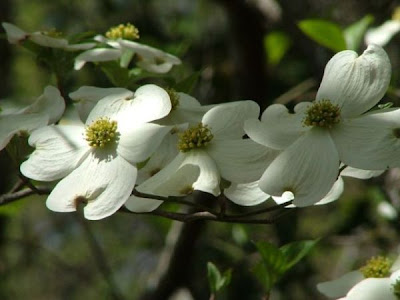 Eastern flowering dogwood Eastern flowering dogwood